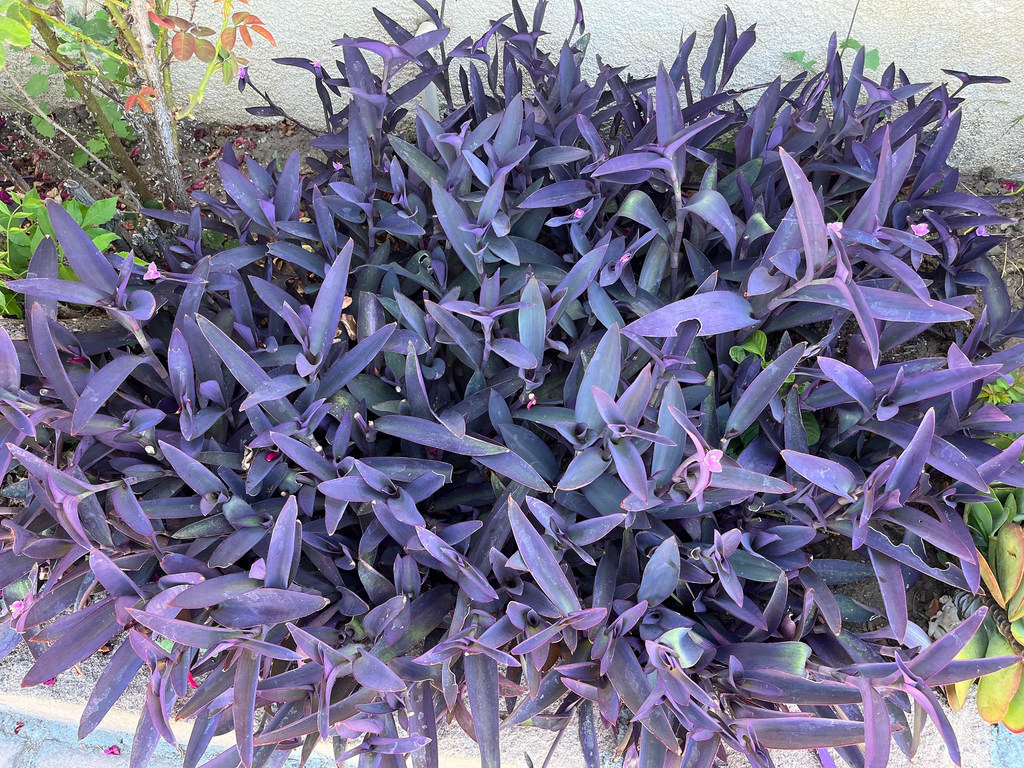 Tradescantia pallida Cuttings - 10 Count (Purple Heart) 4-6" Length