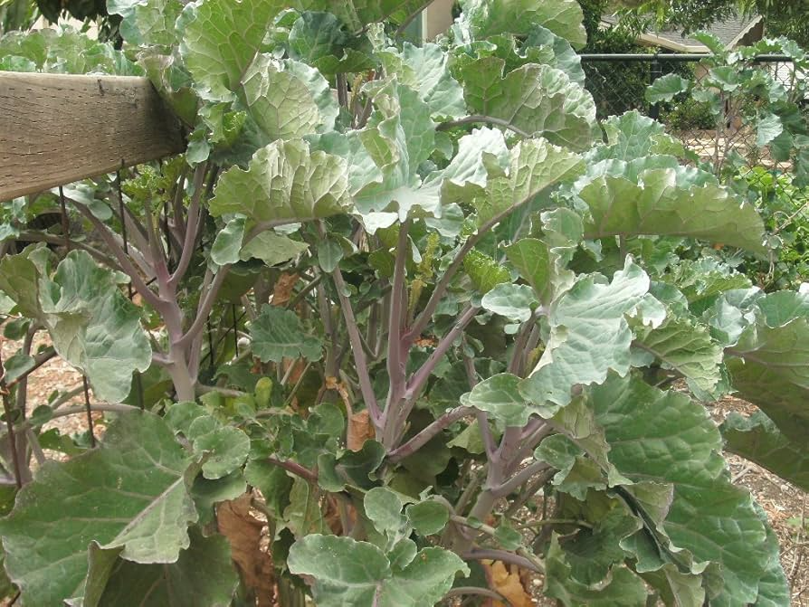 Purple Tree Collard Cuttings - 3 Unrooted Cuttings (Brassica oleracea) Perennial Vegetable