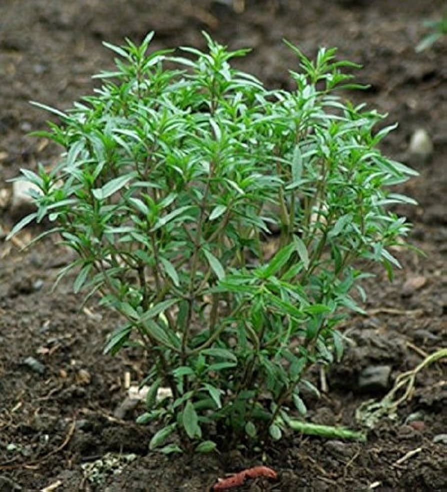 Summer Savory Seeds - Satureja hortensis (500 Seeds) for Kitchen Garden