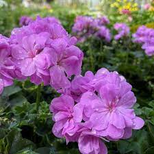 Lavender Pelargonium Peltatum Trailing Ivy Geranium Unrooted Cuttings - 3x 6"