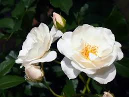 Iceberg Rose Unrooted Cuttings (4) - Rosa 'Iceberg' White Blooms for Propagation