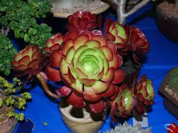 Aeonium 'Jack Catlin' Cuttings (12) — 6" Unrooted, Drought-Tolerant Succulent
