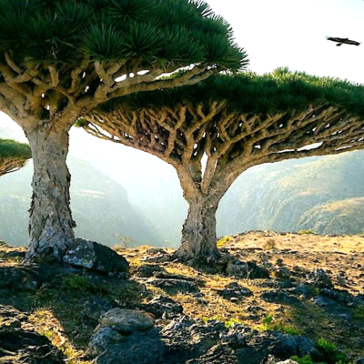 10 Draco Dragon Tree Seeds (Dracaena draco) – Rare Ornamental Seed Pack