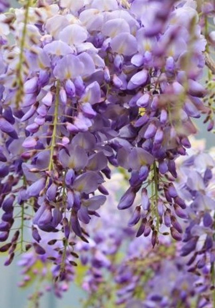 Wisteria Blue Moon Unrooted Cuttings (4) - Wisteria macrostachya