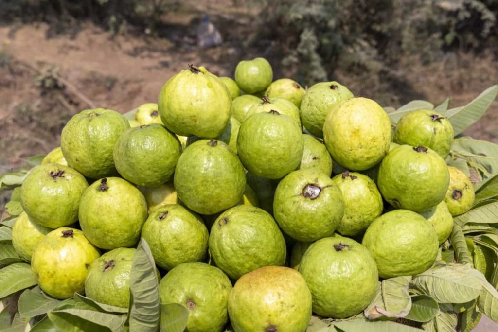 Guava Unrooted Cuttings (3) 4-5" Psidium guajava | Tropical Fruit Tree Propagation