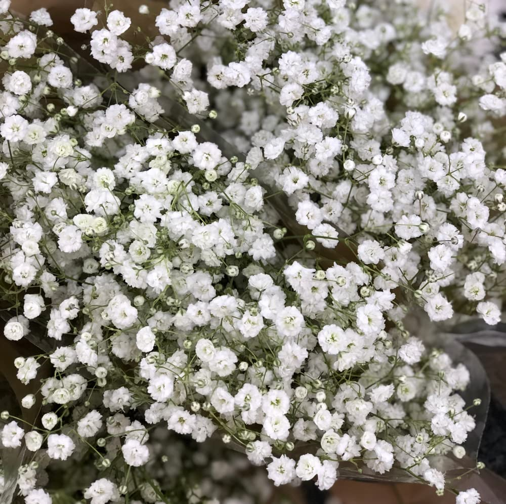 Baby’s Breath Seeds Gypsophila elegans – 1,000 Non-GMO Seeds for Borders & Bouquets