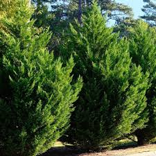 Leyland Cypress Cuttings - 10 Pack | Unrooted, Fresh 6-8" | Fast-Growing Evergreen Privacy Screen