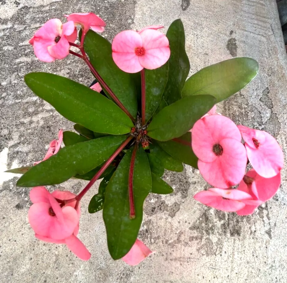 Euphorbia milii Cuttings (Thai Hybrid Crown of Thorns) - Rooted Stem, Pink Flowers, USDA Zones 9-11