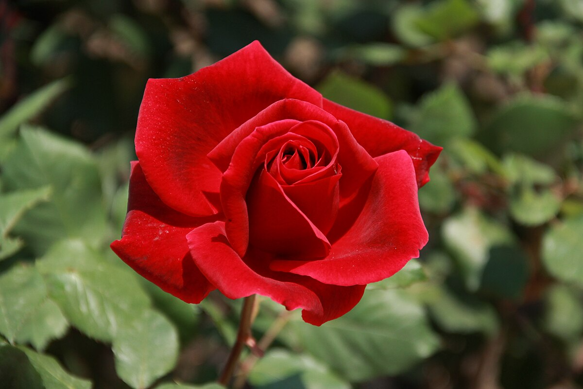 Mr. Lincoln Rose Cuttings to Root (3) - Deep Red Velvet Fragrant Hybrid Tea Rose