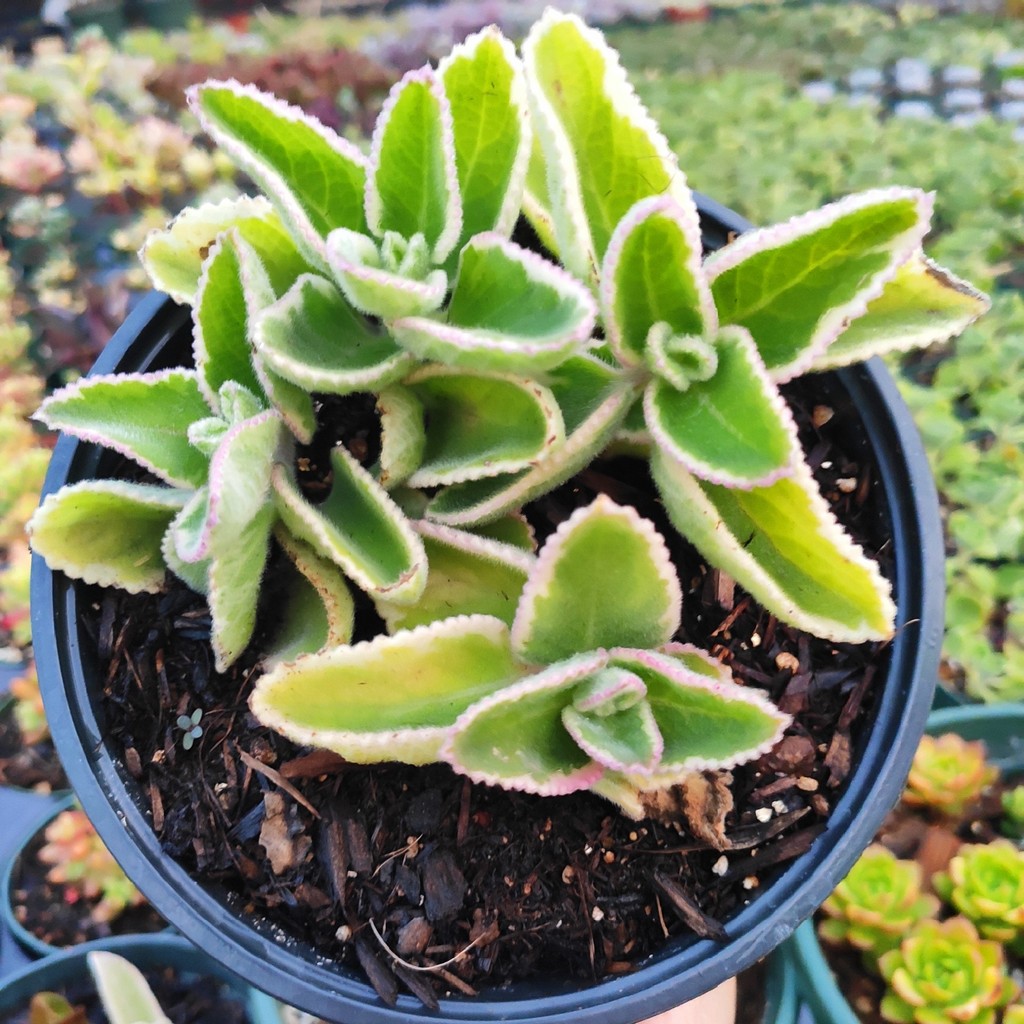 Cuban Oregano Cuttings (Plectranthus amboinicus) - 6 Unrooted Stems, Edible Herb