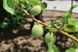 Moongold Apricot Scion Cuttings (6 Unrooted) - Prunus armeniaca for Grafting or Rooting