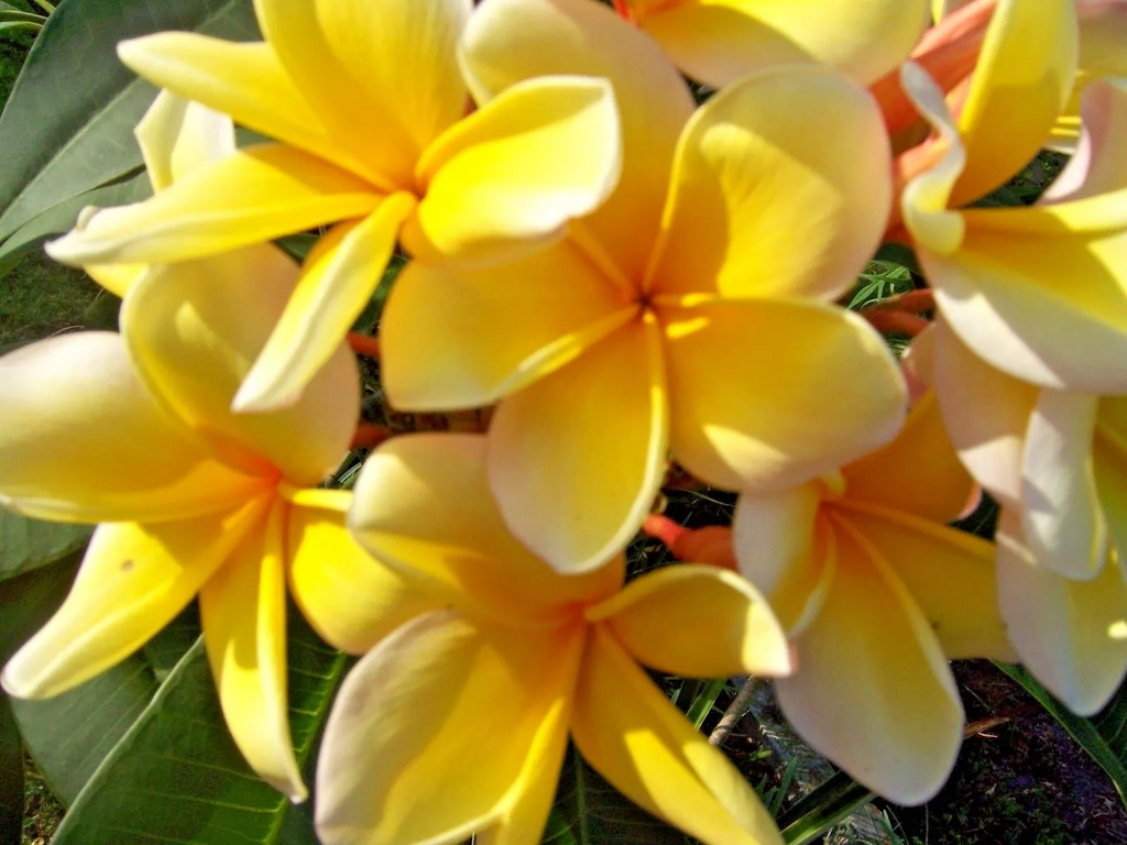 Yellow Plumeria Cutting - Fragrant Lei Flower, Ready to Root, Zones 9-11