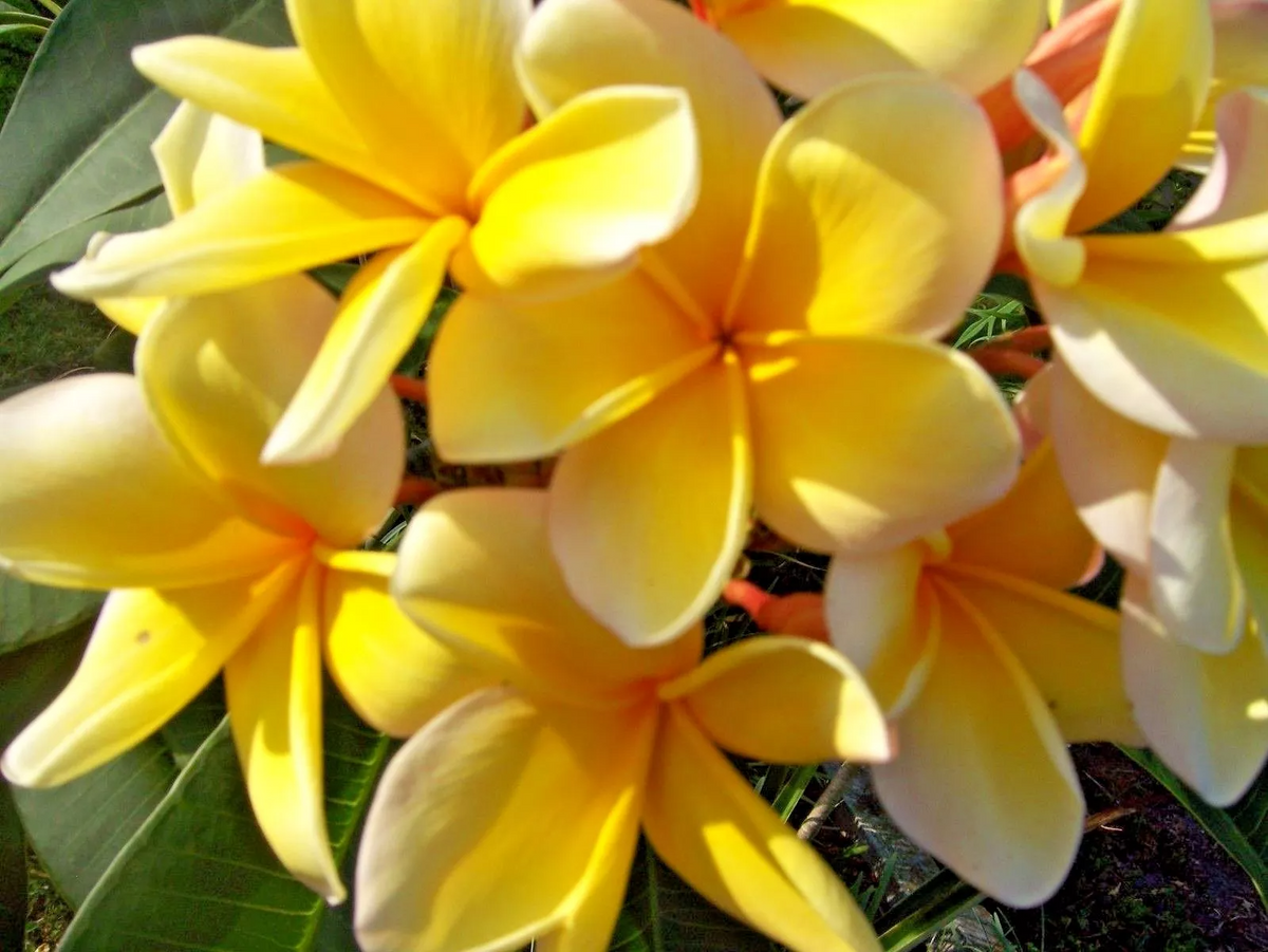 Yellow Plumeria Cutting - Fragrant Lei Flower, Ready to Root, Zones 9-11