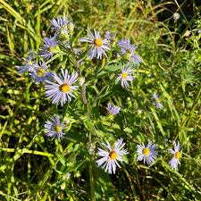 Swamp Aster Seeds - Symphyotrichum puniceum, 350 Seeds, Native Perennial for Wetland & Pollinator Gardens