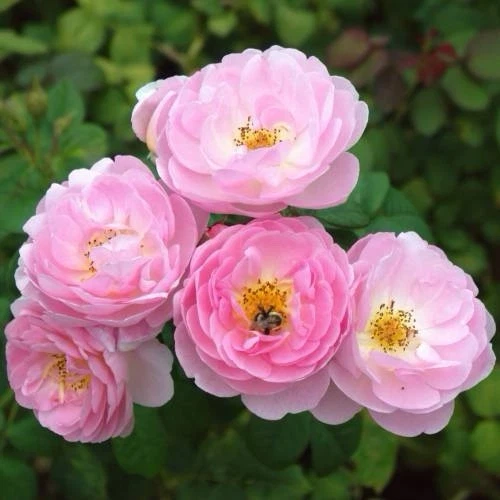Scepter'd Isle Rose - English Shrub Rose Cuttings, 3 Unrooted 6" Stems, Apricot-Pink Flowers