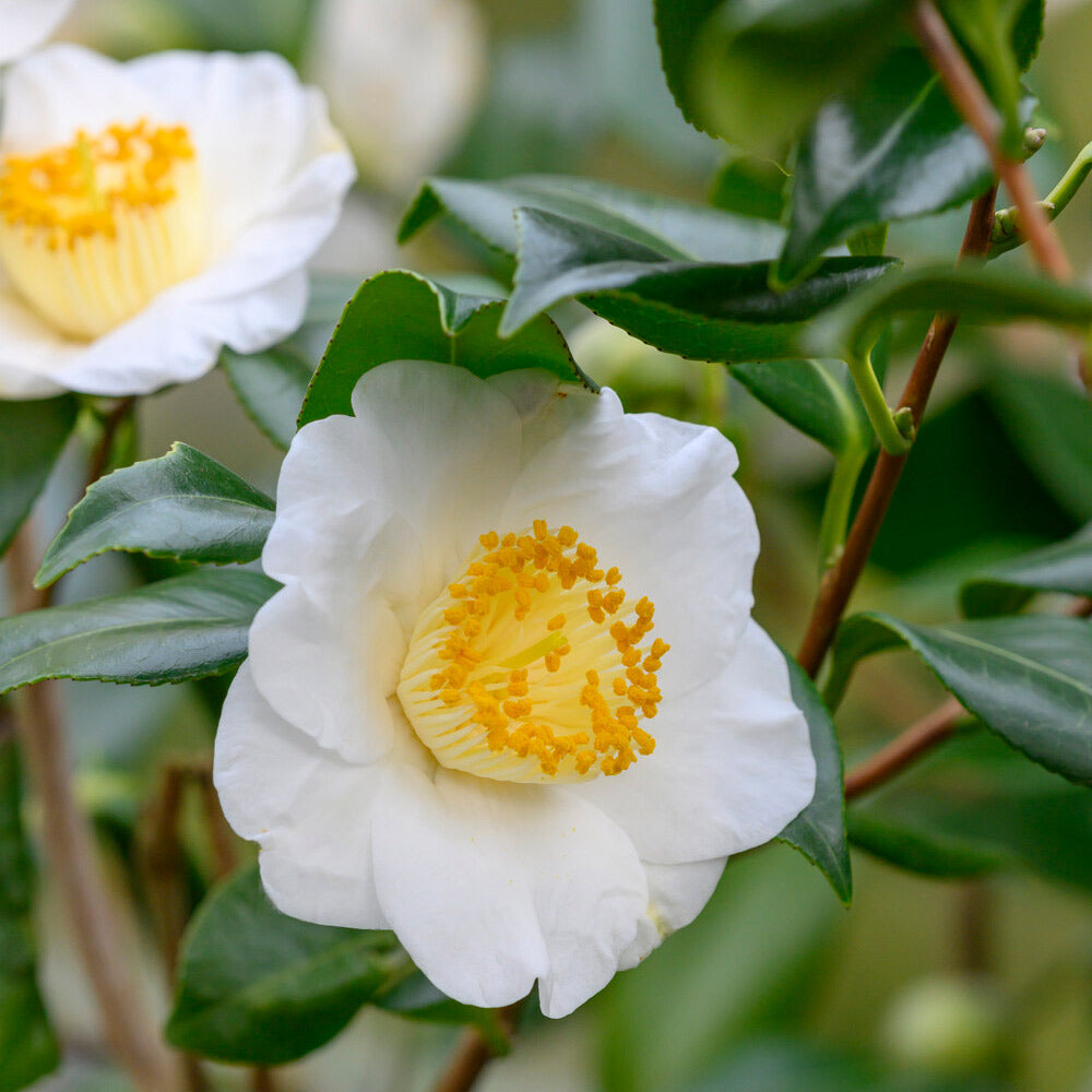 Camellia sinensis Cuttings - 6 Count (Tea Plant) Cold Hardy Zone 6b
