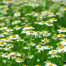 Chamaemelum nobile Seeds (Roman Chamomile) - 100 Seeds, Ground Cover Perennial