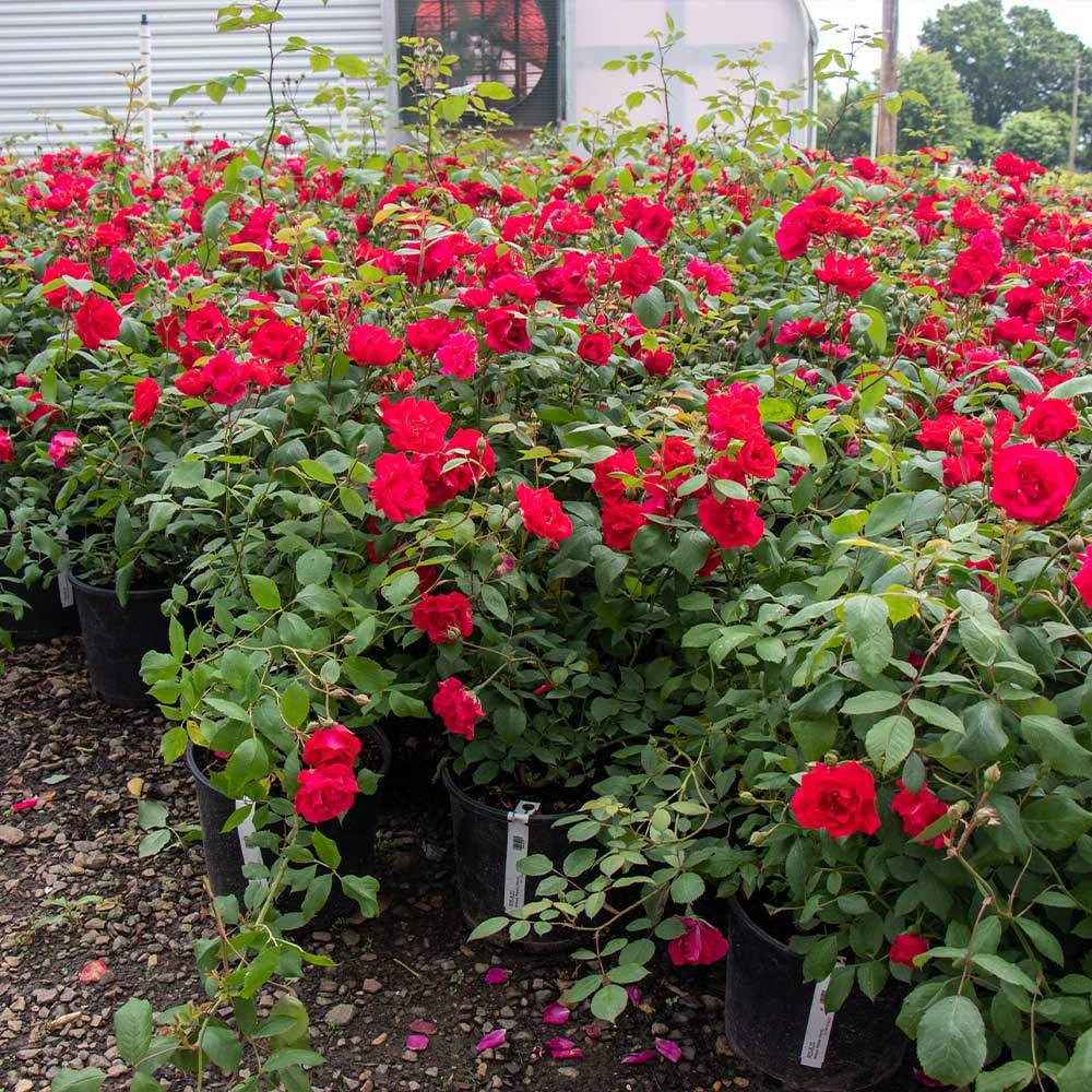 Rosa Blaze Improved Climbing Rose - 6 Rooted Cuttings, Full Sun, Zones 5-9