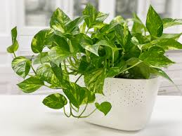 Golden Pothos Rooted Cuttings – 6 Bare-Root Live Houseplants for Soil or Water