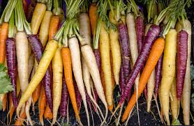Rainbow Carrot Seeds (500) | Daucus carota - Purple, Yellow, Orange & White Heirloom Carrots