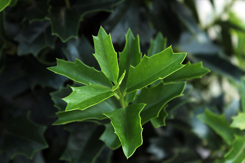Oak Leaf Holly Unrooted Cutting (Ilex latifolia) - Evergreen Shrub for Planting
