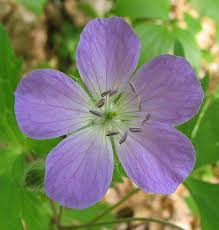 5 Bare Root Cranesbill Wild Geranium Plants (Geranium maculatum) – Native Perennial