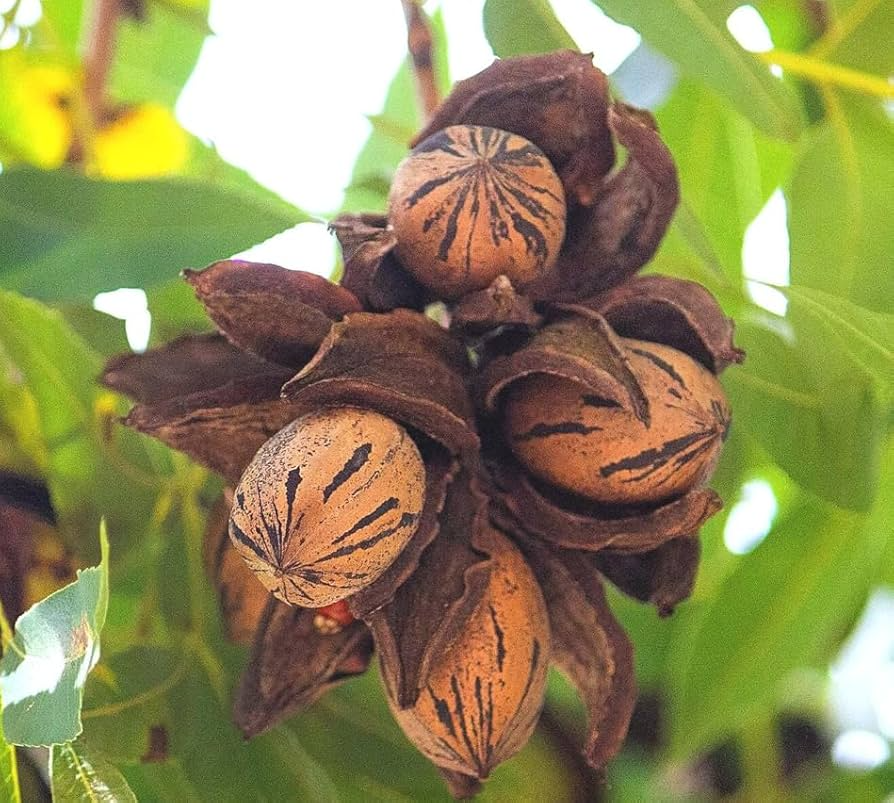 Hardy Pecan Tree (Carya illinoinensis) - Bare Root, 12–24" Tall, Nut Tree