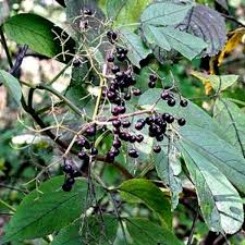 American Elderberry Sambucus canadensis - 5 Fully Rooted Plants