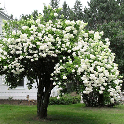 Japanese Snowball Viburnum (Viburnum plicatum) Bare Root 12–18" – Starter Landscape Plant with White Spring Blooms