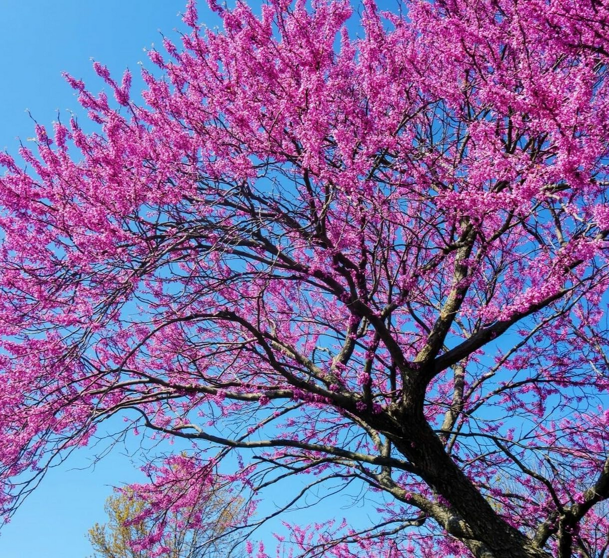 Eastern Redbud Tree (Cercis canadensis) Bare-Root Set of 3 | 14–18" | Pink Spring Blooms