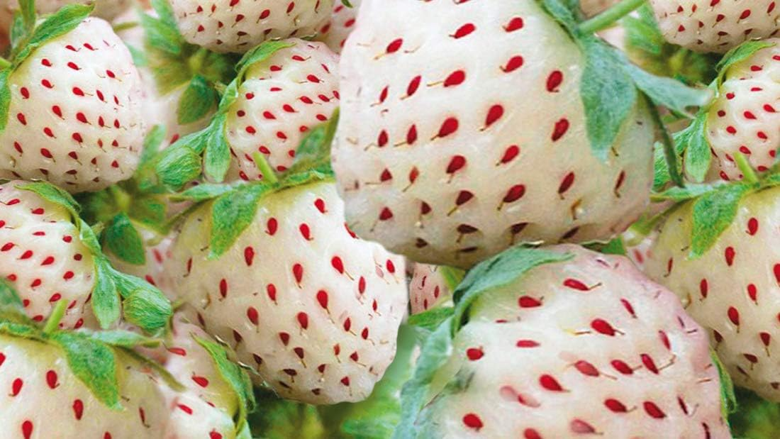 White Strawberry Seeds (Pineberry) - 200+ Fragaria x ananassa Seeds