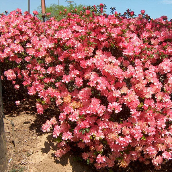 Hampton Beauty Azalea Rhododendron Starter Plant - Deciduous Azalea, 2-8 in tall in Nursery Pot