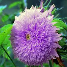 Purple Teddy Bear Sunflower Seeds - 50 Seeds, Heirloom Helianthus annuus