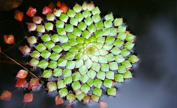 Ludwigia sedioides Water Mosaic Plant Cuttings (4) - Floating Aquatic Plant
