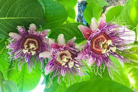 Giant Granadilla Passion Fruit Live Starter Plant (Passiflora ligularis) - Cuttings