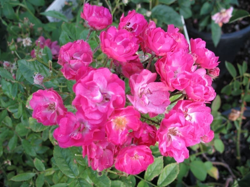 Pink Madame Norbert Levavasseur Cuttings - 4 Fresh Unrooted Stems