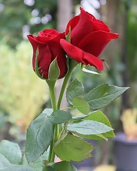 Cherry Red Color Rose Unrooted Cuttings - 3 x 7" Easy to Root for Propagation