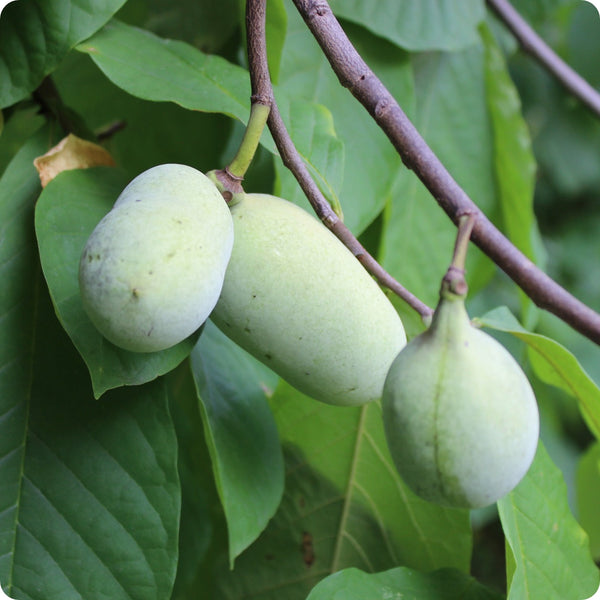 Paw Paw Tree Seeds | Asimina triloba (5 Seeds) Indian Banana - Cold-Hardy Native