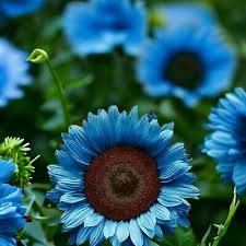 Midnight Oil Blue Sunflower Seeds - 50 Honeydew? No, Midnight Oil Helianthus annuus Seed Pack