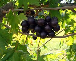 Muscadine Grape Plants - Southern Home (5 Starter Plants) | Vitis spp. Cold-Hardy Edible Vine