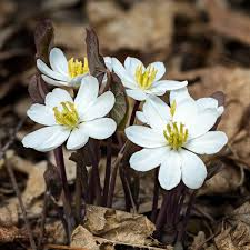 Jeffersonia diphylla (Twin Leaf) Bare Root - 5 Plants | Native Shade Wildflower