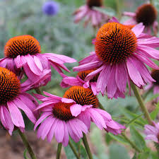 Purple Coneflower Seeds - Echinacea purpurea | 500+ Non-GMO Perennial Wildflower