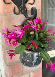 Pink Easter Cactus Cuttings (Rhipsalidopsis) - 3 Unrooted Cuttings, Minimum 2 Segments each