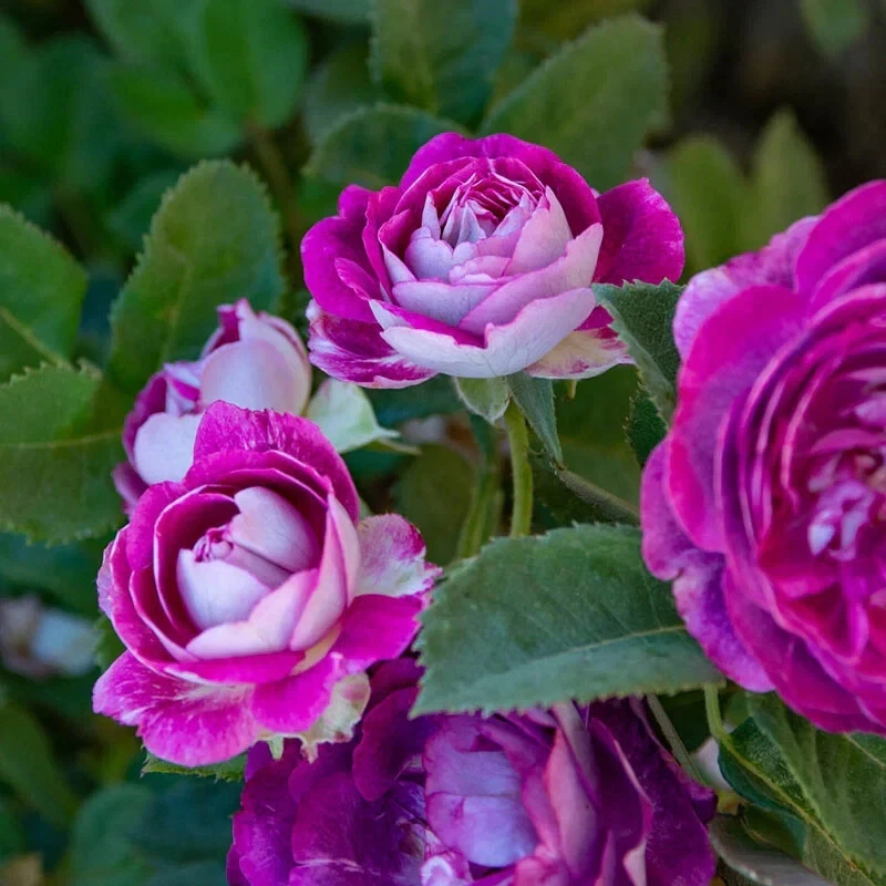 Cosmic Cloud Rose Cuttings - Unrooted, 3 Fresh Stems, Velvety pink-white blooms