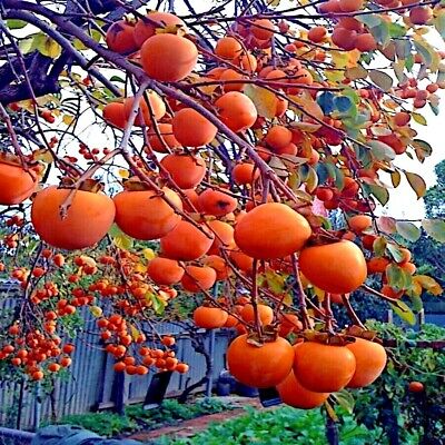 20 Persimmon Tree Seeds - Diospyros virginiana (American Persimmon) Native, Cold-Hardy, Edible Sugar Plum