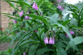 Comfrey Bocking 14 Root Cuttings - 10 ct | Organic Perennial Root Cuttings for Soil Building