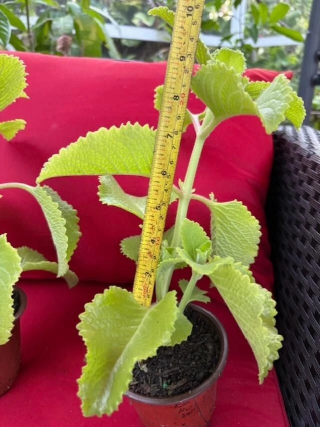 Plectranthus amboinicus Cuttings - Cuban Oregano / Spanish Thyme - 3 Extra Cuttings