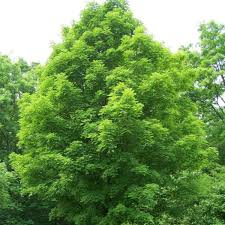 Sugar Maple Tree Seeds (Acer saccharum) — 30 Premium Seeds for Fall Color & Maple Syrup