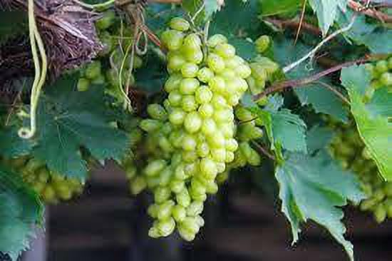 Green Rooted Grapes Cutting (Vitis vinifera) - 8" Seedless, Bare Root Live Plant