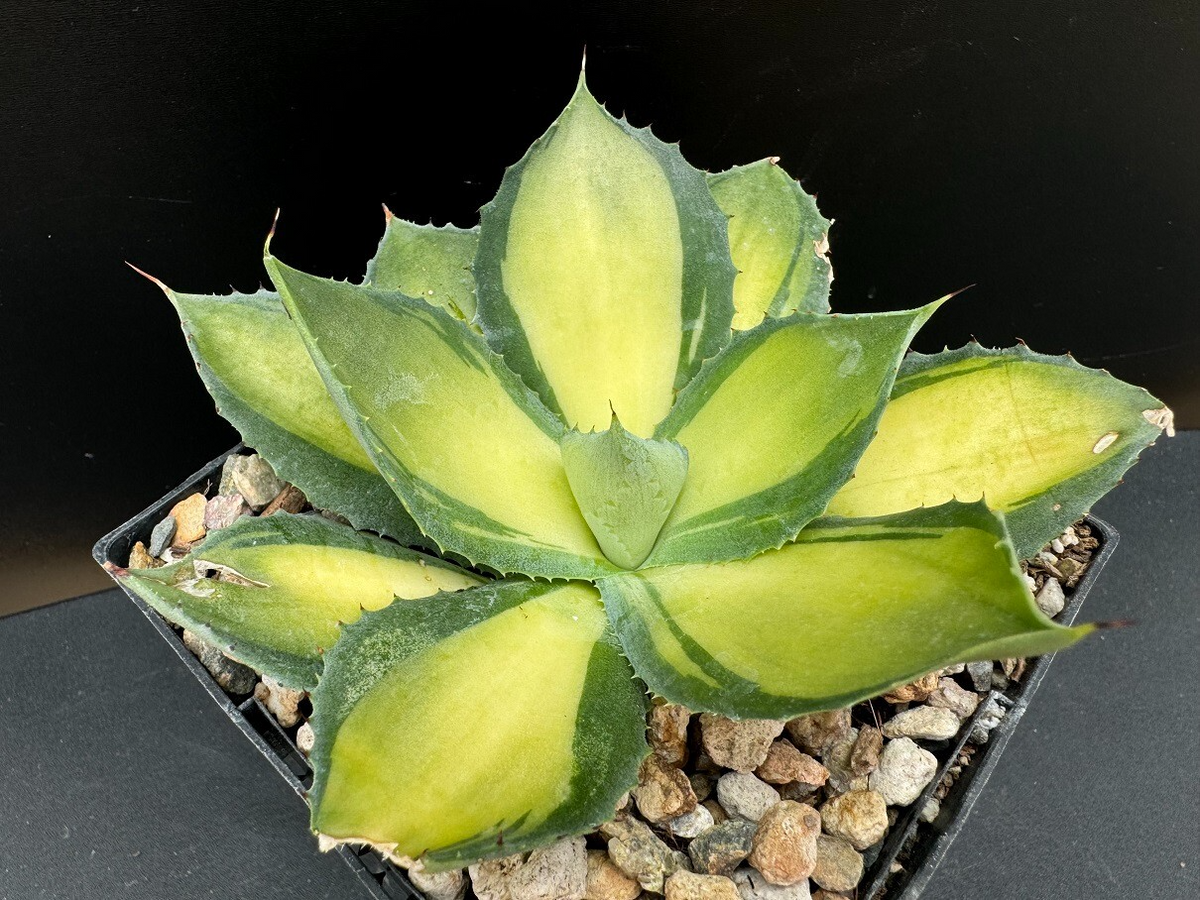 Rare Agave Rum Runner Hybrid - Japanese Mutation, 12" Rosette, Red Thorns - Zone 8+
